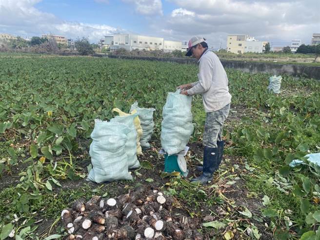 今年芋头产量增加，市场出现供销失衡情况，台中市农业局启动「加工先行，行销并进」措施。(农业局提供)