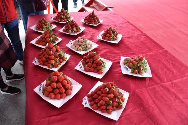 苗栗县政府卫生局对大湖草莓展开农药残留抽验，23件合部合格。（谢明俊摄）