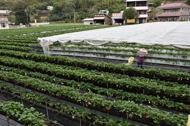 大湖草莓品牌建立不易，栽种农户都严格遵守安全用药规范。（谢明俊摄）