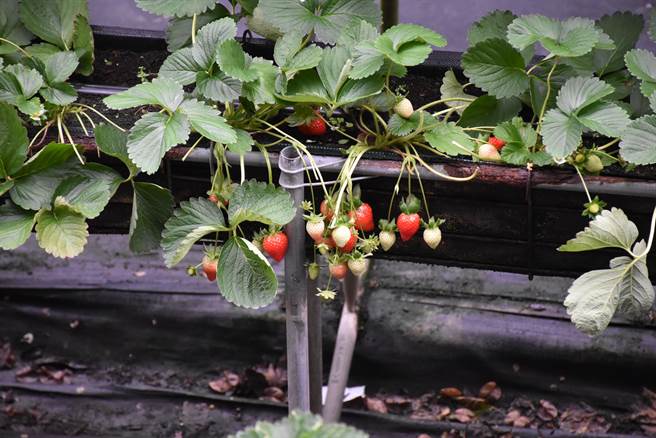大湖草莓目前已进入第2期产花期，预计在春节期间将达盛产期。（谢明俊摄）