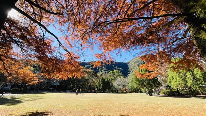奥万大落羽松喧宾夺主，元旦期间完全变色，让游客惊艷。（奥万大提供／杨静茹南投传真）