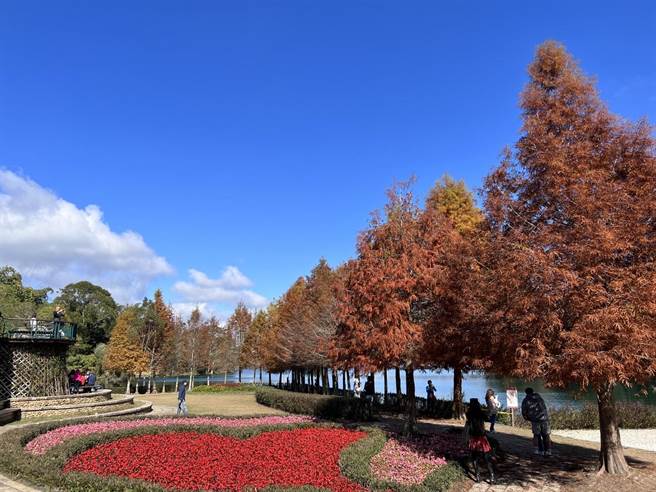 日月潭向山婚纱广场的湖岸落羽松在寒流催化下换装，成了情侣约会、网美拍照圣地。（日月潭风管处提供／杨静茹南投传真）