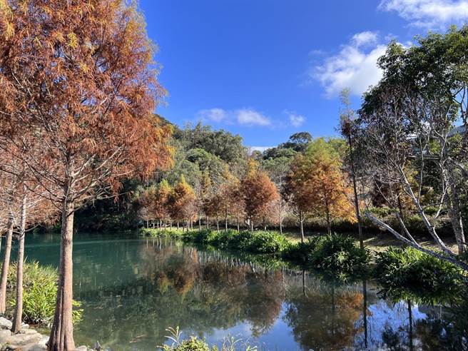 日月潭少数落羽松尚未完全变色，呈现红、橙、黄、绿渐层缤纷色泽。（日月潭风管处提供／杨静茹南投传真）