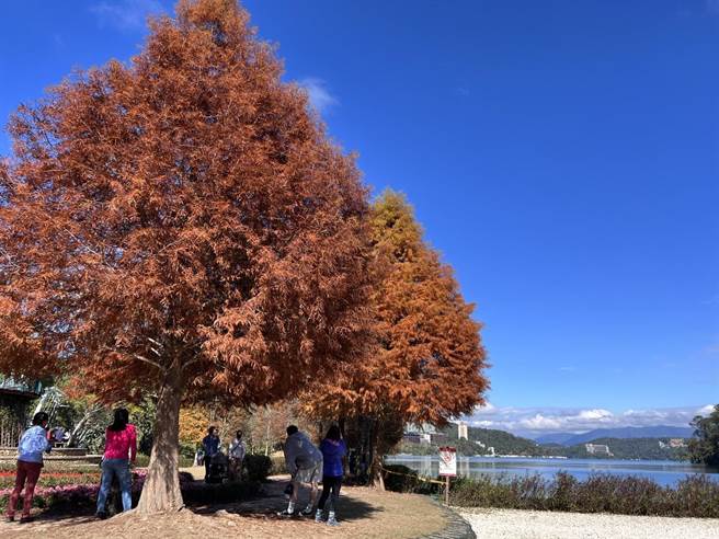 日月潭火红落羽松搭配蓝天白云、碧绿湖水，让人流连忘返。（日月潭风管处提供／杨静茹南投传真）