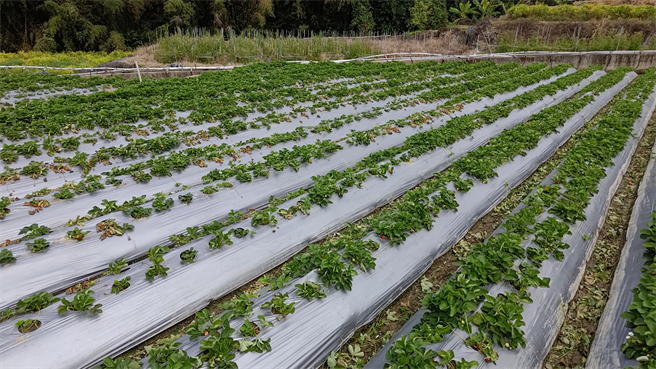 病害严重田区，摘除残株若未移出，容易持续感染。（苗栗场提供）