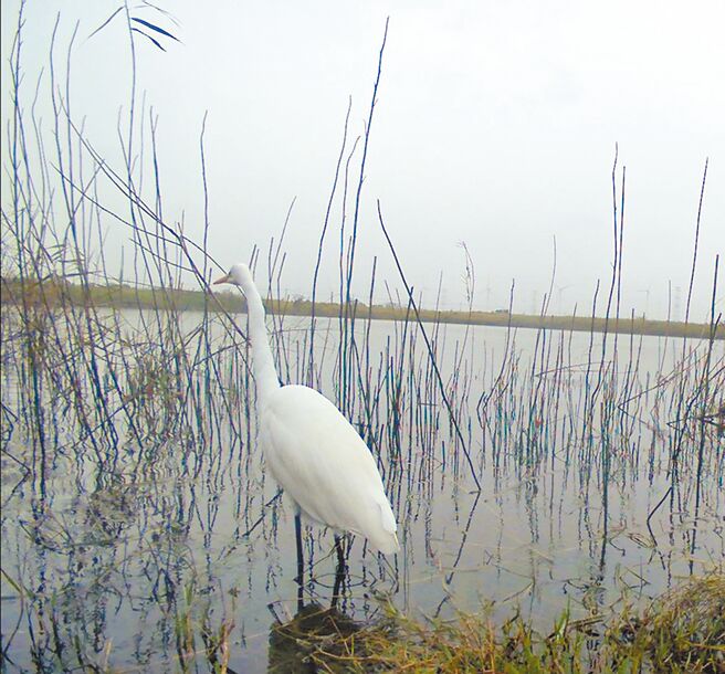 濁水溪揚塵治理使出海口恢復生態，國際鳥會記錄到230種鳥類出現，麥寮出海口已成鳥類天堂之一。（雲林縣政府提供／周麗蘭雲林傳真）