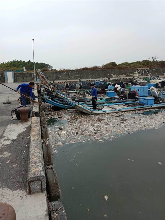 屏东佳冬乡塭丰渔港3日惊见午仔鱼尸横遍野，地方传出是因无法销陆而滞销所致，但县府农业处辟谣，指称是养殖户管理不当造成泛池情形，属单一突发事件。（屏县府提供／谢佳潾屏东传真）