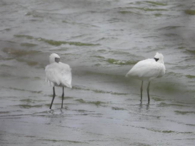 雲林縣麥寮鄉「濁水溪出海口生態園區」獲金質獎，地方推賞鳥生態遊程。（麥仔簝文化協會提供／張朝欣雲林傳真）