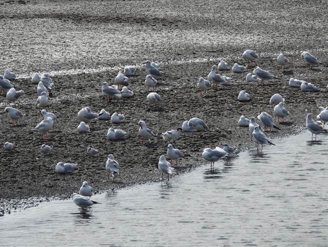 雲林縣麥寮鄉「濁水溪出海口生態園區」獲金質獎，地方推賞鳥生態遊程。（麥仔簝文化協會提供／張朝欣雲林傳真）