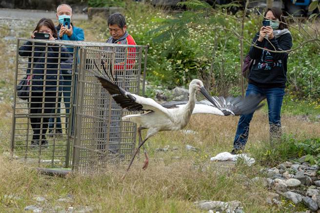 这只濒危物种东方白鹳，日前倒卧在花莲寿丰乡一处鱼塭。经过救援、医疗后，原地野放。（花莲野鸟学会提供）