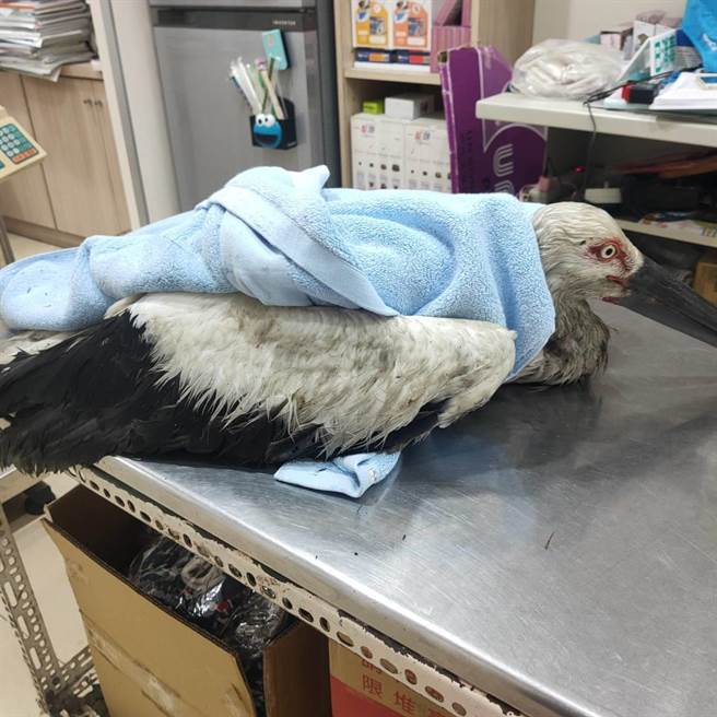 一只东方白鹳因低温体力不支被人发现，热心鸟友为牠包上毛巾保暖。（花莲野鸟学会提供）