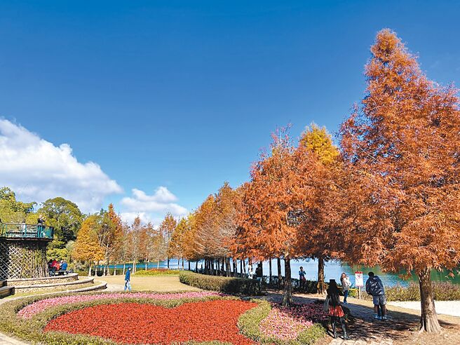日月潭向山婚纱广场的湖岸落羽松在寒流催化下换装，成了情侣约会、网美拍照圣地。（日月潭风管处提供／杨静茹南投传真）