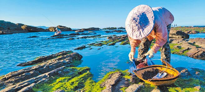 東北角小紫菜正值產季，行經貢寮等沿岸都會看見海女在採摘，小紫菜今年產量也更勝以往，售價一斤更達350元，仍吸引不少老饕搶購。（新北市漁業處提供／蔡雯如新北傳真）
