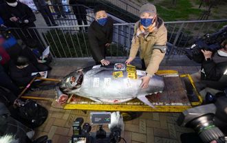 東京豐洲市場新年首拍 850萬黑鮪魚創疫情新高價