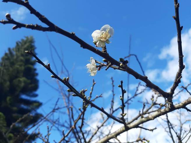 每年元旦假期前后，是台南市楠西区梅岭赏梅花季节，本来应正值开花期，没想到今年因为暖冬，花期延后2周。（许鸿文提供／张毓翎台南传真）