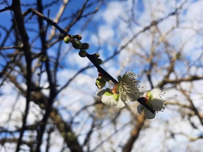 梅岭风景区发展协会总干事许鸿文表示，虽然花期延后2周，不过可以搭上春节假期，让来山上走春的游客，大饱眼福。（许鸿文提供／张毓翎台南传真）