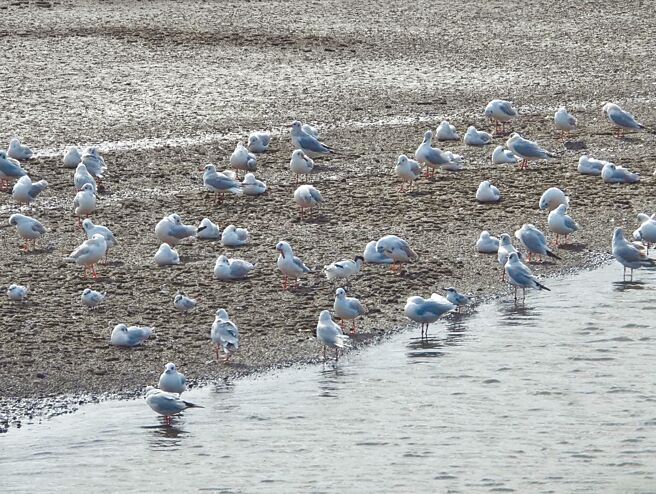 云林县麦寮乡「浊水溪出海口生态园区」鸟类生态丰富，吸引爱鸟人士造访。（麦仔簝文化协会提供／张朝欣云林传真）