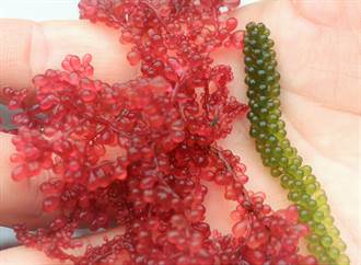嗶嗶啵啵好滋味 澎湖養殖達人陳丁貴成功量產「紅葡萄藻」