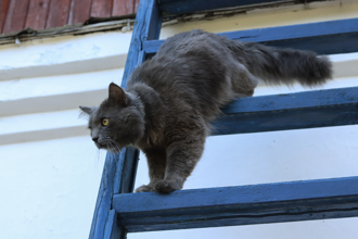 動物界忍者 愛貓爬樓梯嫌主人動作慢 靠牆反彈秒超車