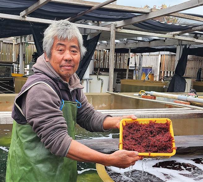 澎湖养殖达人陈丁贵成功量产「红葡萄藻」，他说红葡萄繁殖慢，物以稀为贵，目前澎湖只有白坑在养殖，营养价值比海葡萄高。(张茂雄摄）