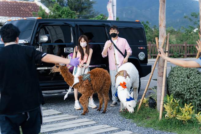 王宥忻（左）和老公带2只羊驼光临《嗨！营业中》，萌翻眾人。（好看娱乐提供）