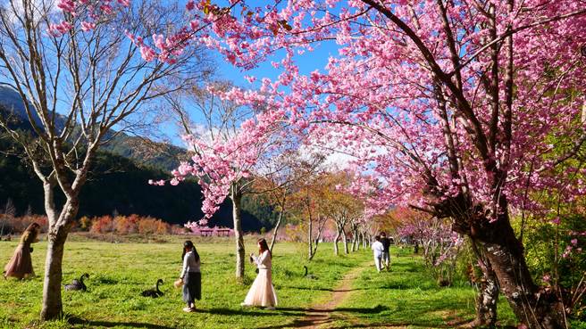 武陵农场樱花季将于2月7日至28日登场，武陵农场预估今年花期提前且更长。（武陵农场提供／陈佑诚传真）