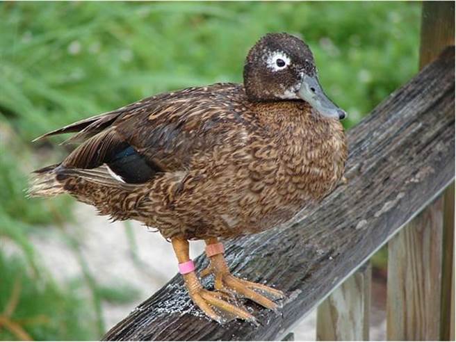 莱岛鸭翼上有蓝绿色金属光泽的翼镜，脚上繫有脚环。（花莲县府提供／王志伟花莲传真）