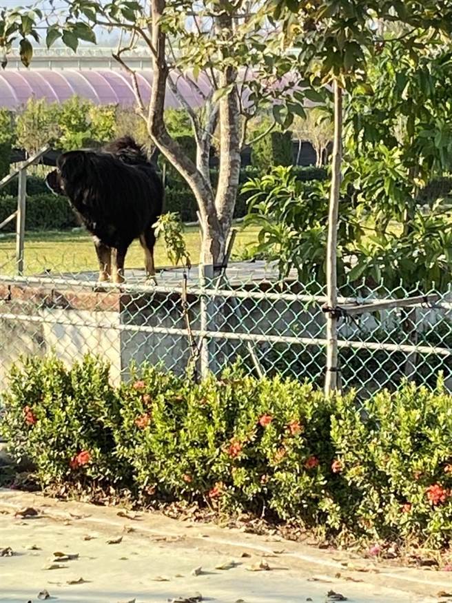 高雄一名邮差执勤中，遭到大型獒犬攻击，造成左手臂出血，四肢有明显咬痕，紧急送往旗山医院治疗，所幸无生命危险。(警方提供／林雅惠高雄传真)