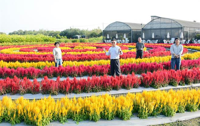 睽違2年再次舉辦的高雄農改場迎賓日，美麗花海錯過將再等一年。（林和生攝）