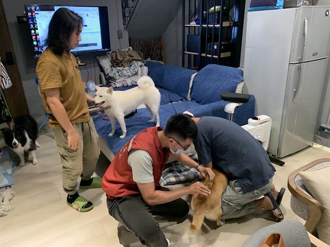 动保处兽医师为动物施打狂犬病疫苗。（新北市动保处提供）