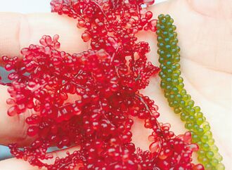 改良技術有成 澎湖紅葡萄藻成功量產