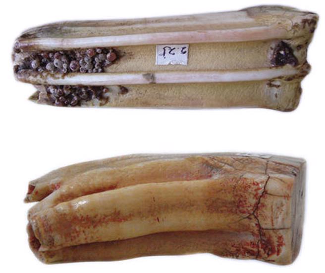 应县木塔内佛像腹中发现的2枚佛牙舍利。（图／佛弟子文库）