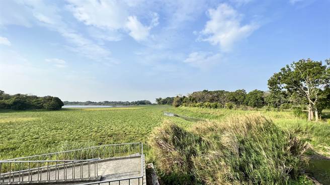 久旱不雨，后壁小南海风景区埤池近乾涸、长青草。（张毓翎摄）