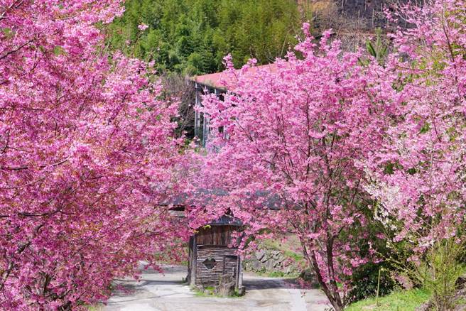 司马库斯樱花祭将登场，因管制期间有总量管制，9日开放申请。（新竹县府提供／邱立雅竹县传真）