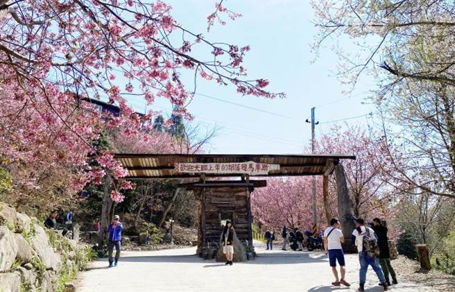 司马库斯樱花美不胜收，年年吸引大量游客前来赏樱。（新竹县府提供／邱立雅竹县传真）