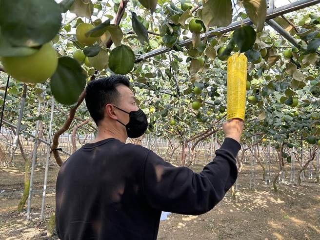 我国首批输韩枣鲜果实在1月3日完成低温检疫处理及输出检疫后，空运抵达韩国。（防检局提供／林良齐台北传真）