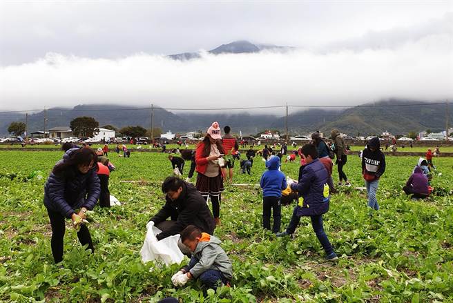 台东县关山镇千人萝卜季，将于14日热闹登场。（庄哲权摄）