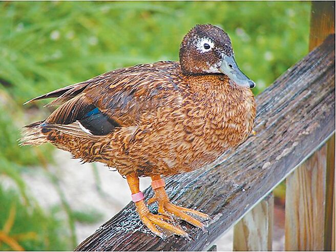 夏威夷「莱岛鸭」（Laysan Duck）翼上有蓝绿色金属光泽的翼镜，且美国相关单位多年来投入大量保育行动，目前90%以上的雷仙岛鸭都有繫上编号脚环。（花莲县政府提供／王志伟花莲传真）