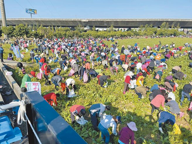 彰化縣芬園鄉農會冬季舉辦的「親子歡樂拔蘿蔔」活動，將於7日、8日分兩場在不同地點登場，圖為去年畫面。（芬園鄉農會提供／吳敏菁彰化傳真）
