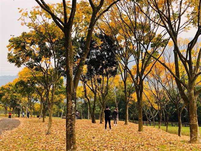 牛埔仔爱情大草原的台湾原生种乔木无患子区正逢落叶时期。（阿管处提供／廖素慧嘉县传真）