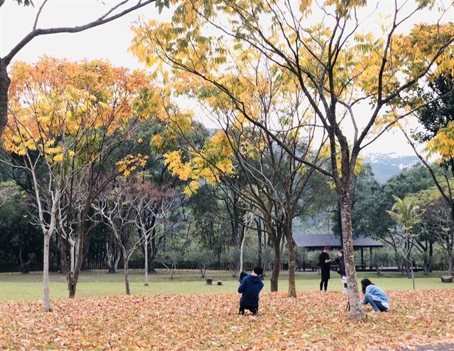 牛埔仔爱情大草原的无患子金黄色叶子与地面铺满落叶相映成闪耀金黄冬景，吸引亲子玩乐。（阿管处提供／廖素慧嘉县传真）