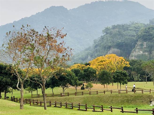 牛埔仔爱情大草原的无患子金黄色冬景，季节限定。（阿管处提供／廖素慧嘉县传真）