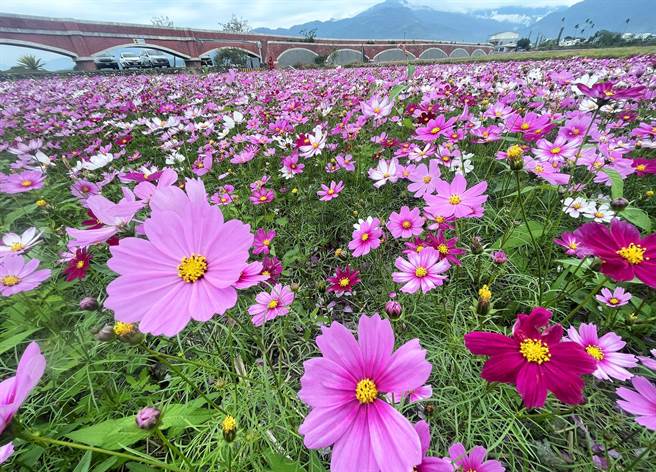 台东县鹿野乡二层坪波斯菊海正绽放，与復古造型水圳桥相映，美不胜收。（庄哲权摄）