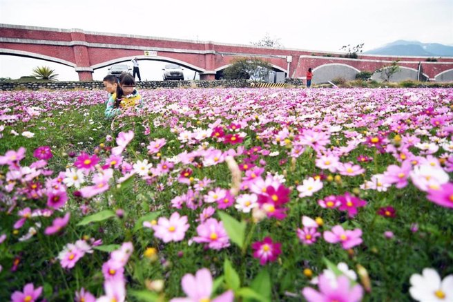 台东县鹿野乡二层坪波斯菊海正绽放，与復古造型水圳桥相映，美不胜收。（庄哲权摄）