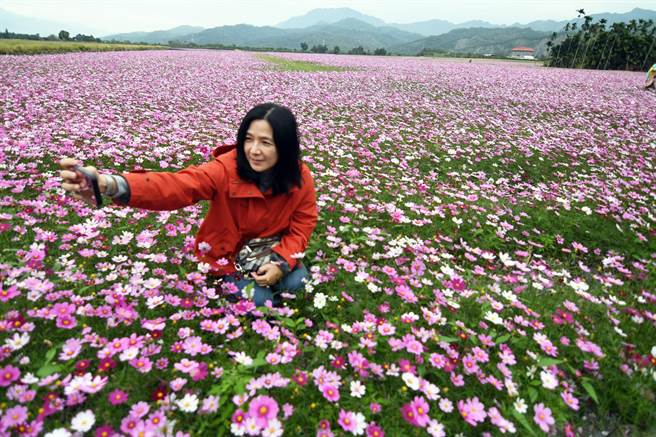 台东县鹿野乡二层坪波斯菊海正绽放，与復古造型水圳桥相映，美不胜收。（庄哲权摄）
