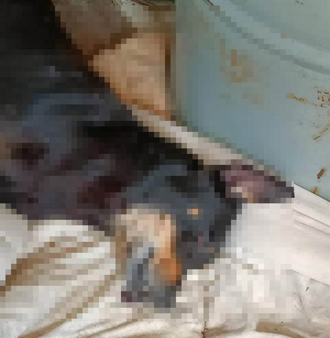 民眾PO文指出，「狗都在自家门前，这已经不是第一次了！」放毒的都用炸鸡脖子，没多久就来放一次毒？(图／撷取自脸书「我们的山城」)