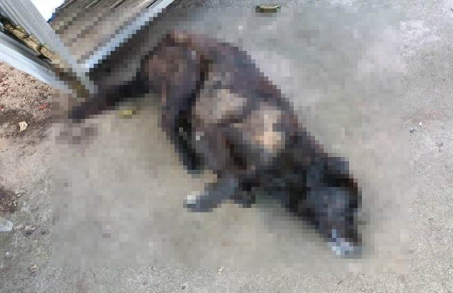 民眾PO文指出，「狗都在自家门前，这已经不是第一次了！」放毒的都用炸鸡脖子，没多久就来放一次毒？(图／撷取自脸书「我们的山城」)