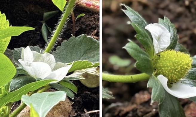 须文蔚》诗人眼里的莓果（图／爱传媒）