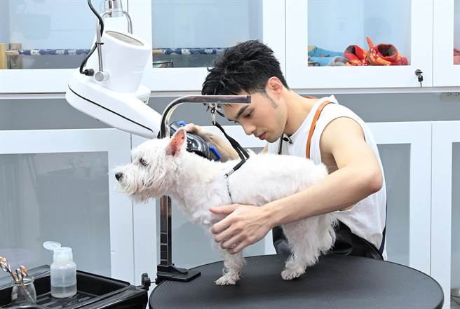 黄伟晋正在学习宠物美容，希望能够专精、独当一面。（台视提供）