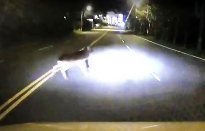 有驾驶撞上突然衝出马路的梅花鹿，焦急询问能索赔吗？(警方提供)